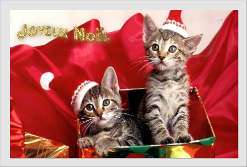 chat-Noel.jpg
